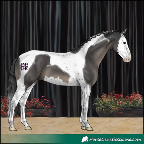 Horse Color:Black Splash Tobiano