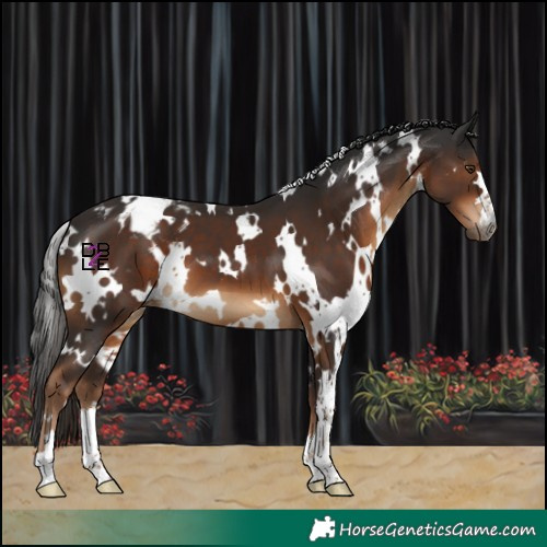 Horse Color:Gray White Spotted Liver Chestnut Varnish 