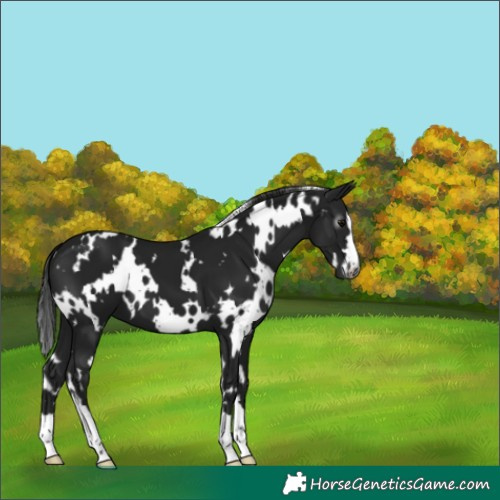 Horse Color:Gray White Spotted Black