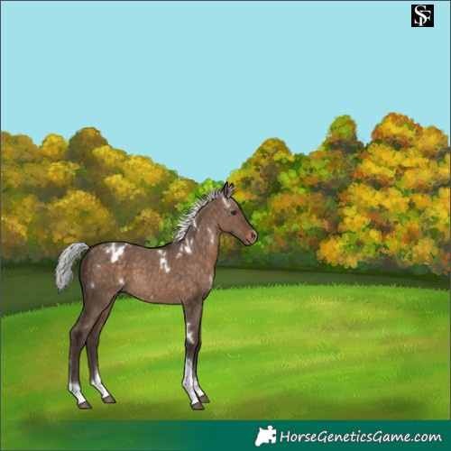 Horse Color:White Spotted Silver Brown Dun Tobiano Blanket Rabicano Brindle