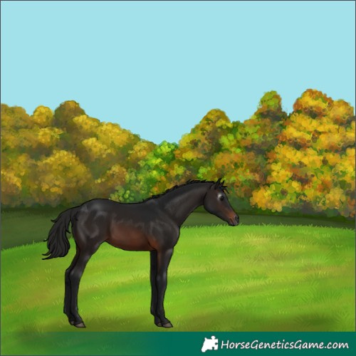 Horse Color:Gray Bay