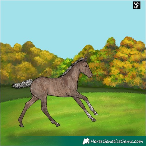 Horse Color:Silver Grullo Tobiano Snowflake Varnish Rabicano Brindle
