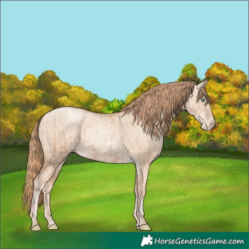 Horse Color:Gold Champagne Pearl Rabicano and Gold Champagne Pearl Dun Rabicano