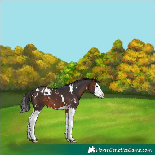 Horse Color:White Spotted Brown Sabino Splash Blanket 