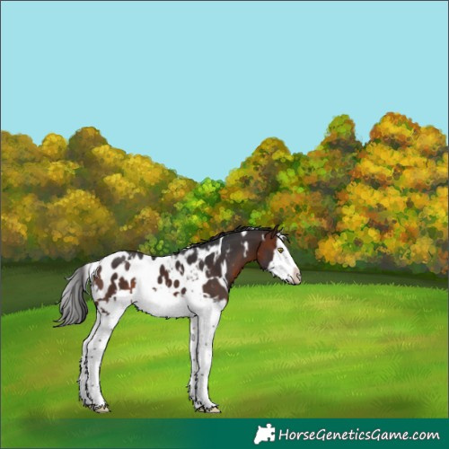 Horse Color:White Spotted Brown Splash Frame Near Leopard 