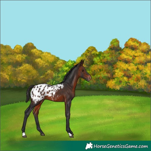 Horse Color:Brown Blanket 