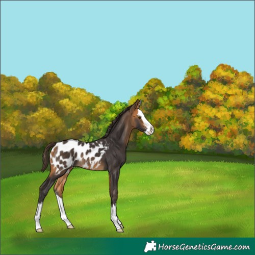 Horse Color:Buckskin Sabino Splash Blanket