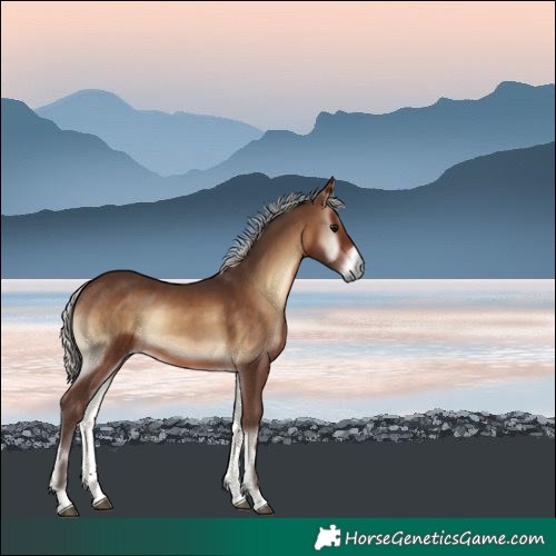 Horse Color:Silver Brown Onyx 