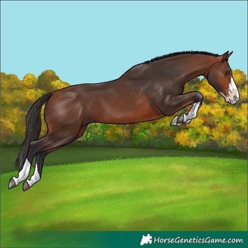 Horse Color:Unknown 