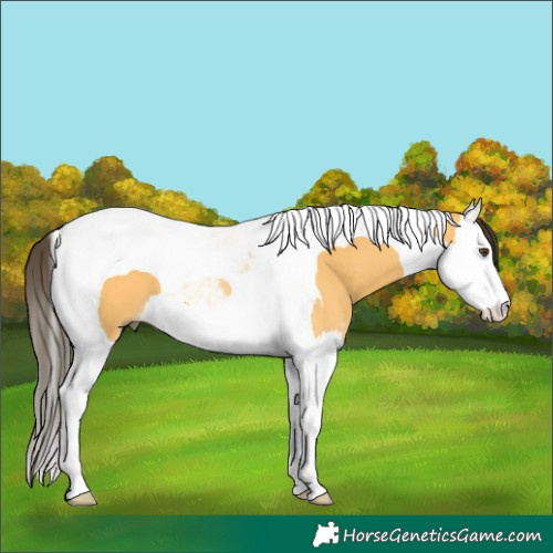 Horse Color:Buckskin Dun Splash Tobiano 