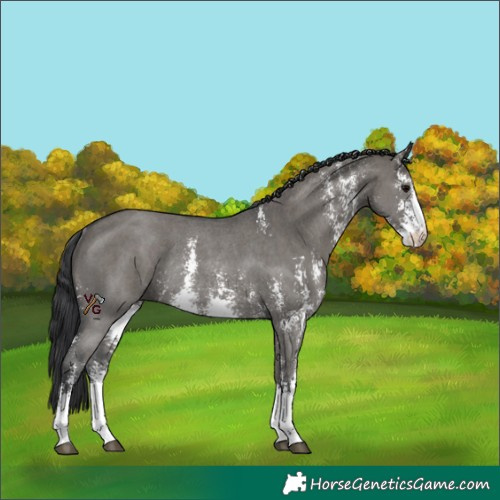 Horse Color:Grullo Sabino Rabicano