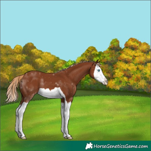 Horse Color:Chestnut Splash 