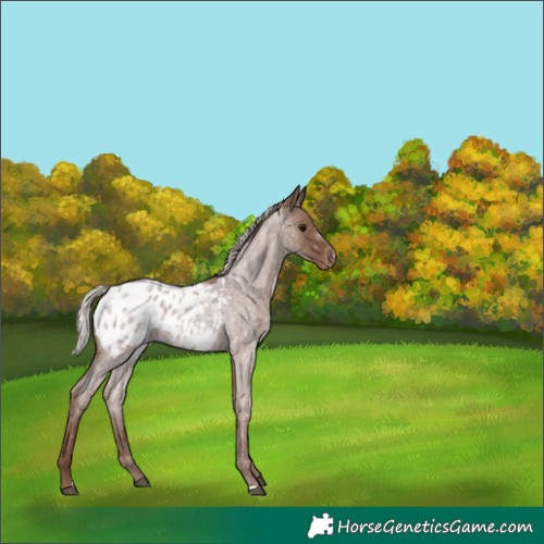 Horse Color:Silver Blue Roan Blanket
