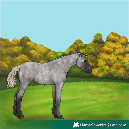 Horse Color:Gray Silver Blue Roan 