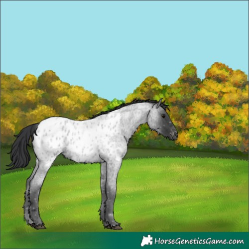 Horse Color:Blue Roan Blanket