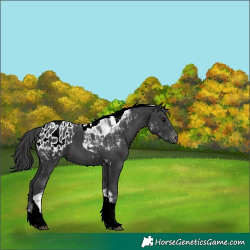 Horse Color:Black Tobiano Blanket 