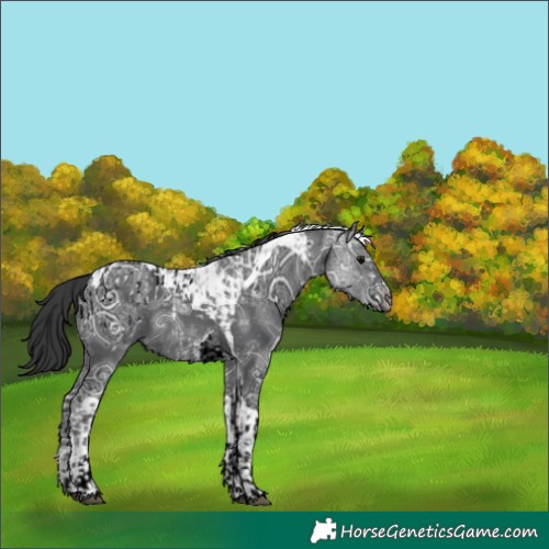 Horse Color:Black Ice Tobiano Blanket and Black Ice Tobiano
