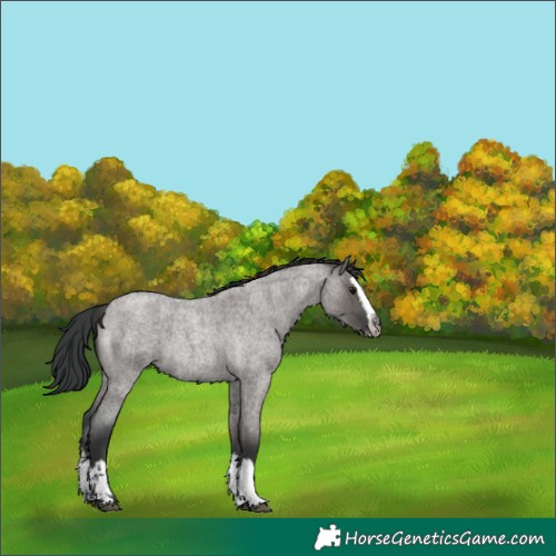 Horse Color:Grullo Roan Splash 