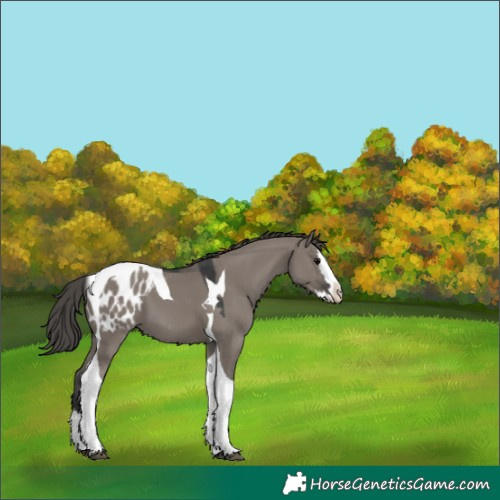Horse Color:Grullo Splash Tobiano Blanket 
