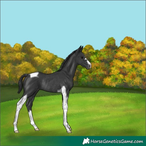 Horse Color:Black Tobiano Skewed LP Spotted Rabicano