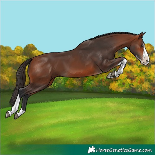 Horse Color:Bay Splash Tobiano