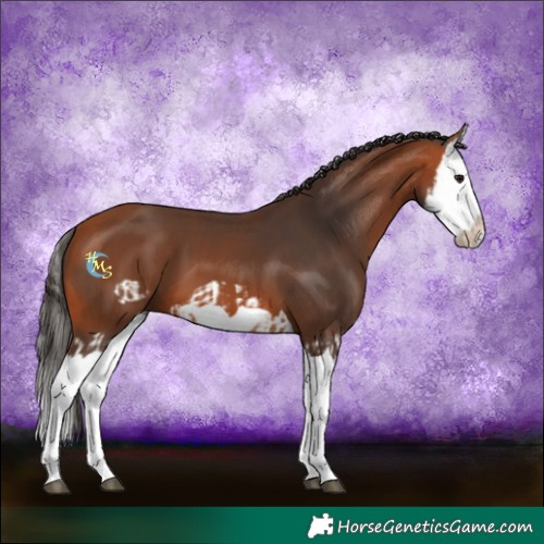 Horse Color:Bay Splash Frame  and Bay Splash 