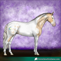 Horse Color:Gray Silver Amber Cream Champagne Roan Dun Splash Tobiano Frame Near Leopard Rabicano