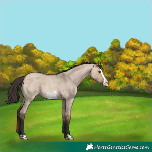 Horse Color:Bay Roan Dun Frame 