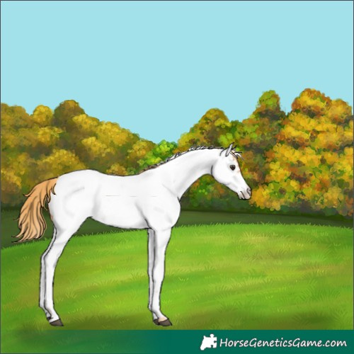 Horse Color:Red Roan Fewspot