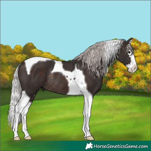 Horse Color:Silver Brown Splash Tobiano Rabicano 