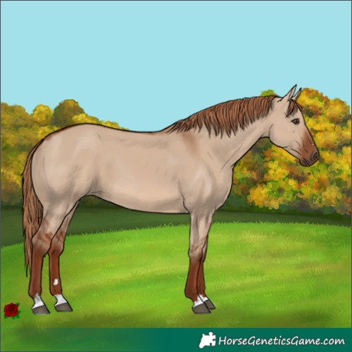 Horse Color:Red Dun