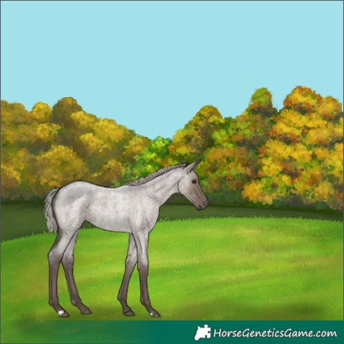 Horse Color:Silver Grullo Roan Rabicano 