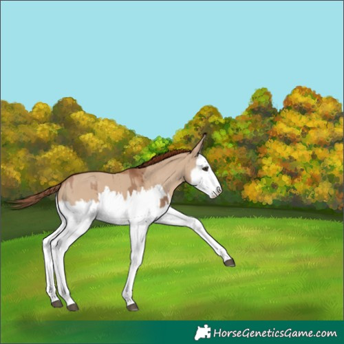 Horse Color:Red Dun Splash and Red Dun Splash