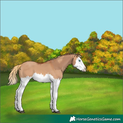 Horse Color:Red Dun Splash  and Red Dun Splash 