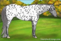 Horse Color:Black Frame Appaloosa Rabicano