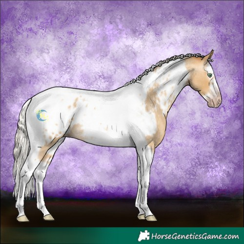 Horse Color:Gray Silver Amber Cream Champagne Roan Dun Splash Tobiano Frame Blanket Rabicano