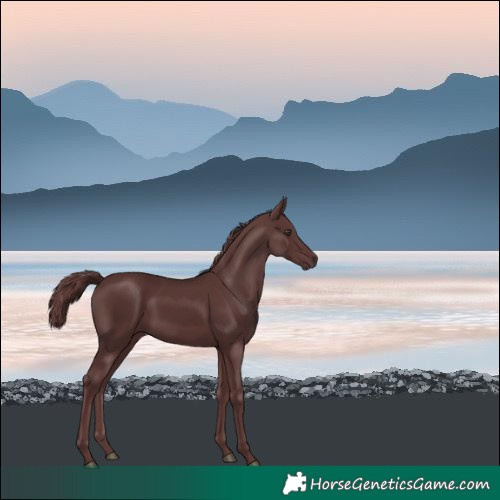 Horse Color:Chocolate Smoky Black Chinchilla 