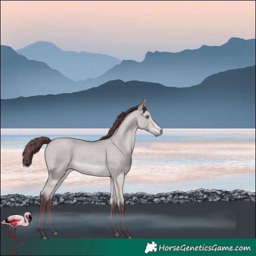 Horse Color:Chocolate Bay Chinchilla 