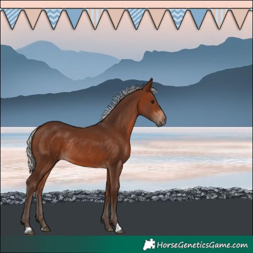 Horse Color:Silver Bay Rabicano 