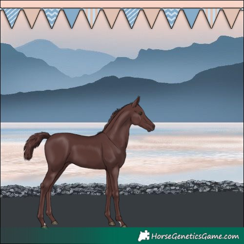 Horse Color:Chocolate Smoky Black Chinchilla 