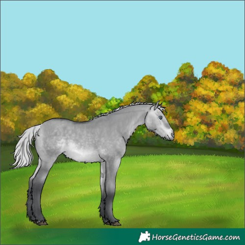 Horse Color:Silver Bay Chinchilla Dun