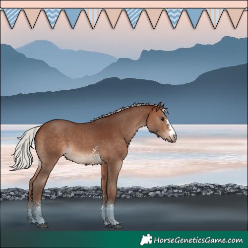 Horse Color:Silver Bay Sabino