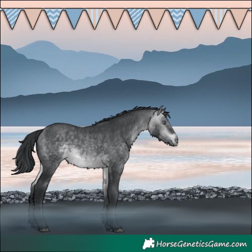Horse Color:Void Bay Chinchilla
