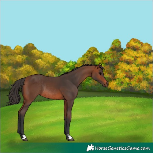 Horse Color:Bay Rabicano  and Bay Rabicano 