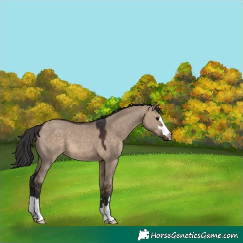Horse Color:Brown Dun