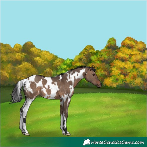 Horse Color:White Spotted Brown Dun 