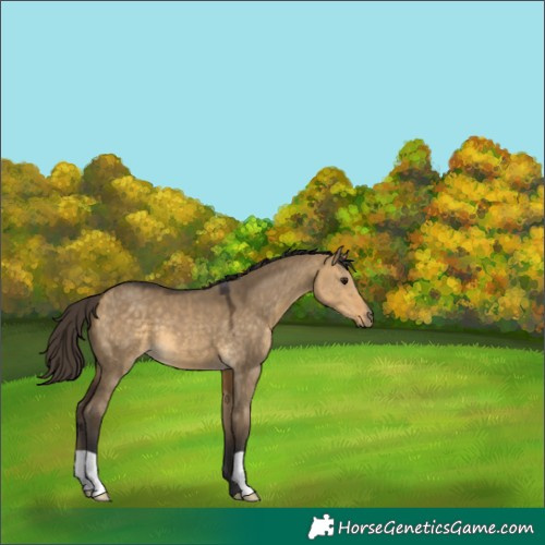 Horse Color:Buckskin Dun