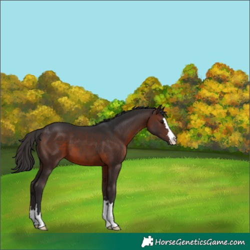 Horse Color:Brown 