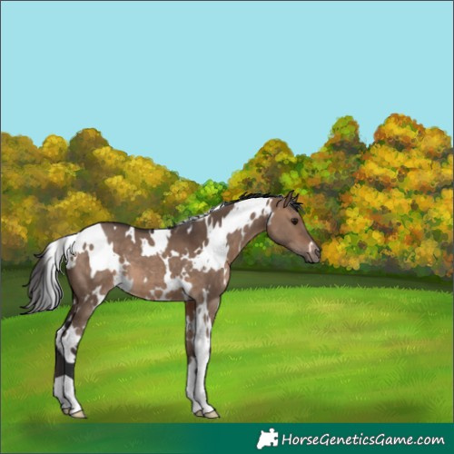 Horse Color:White Spotted Brown Dun