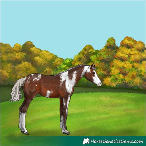 Horse Color:Silver Brown Sabino Varnish
